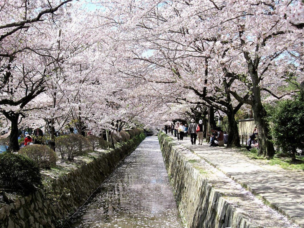 🏞️ 하나미가와 녹지 교통공원(하나미가와료쿠치코츠코엔) 이미지 6